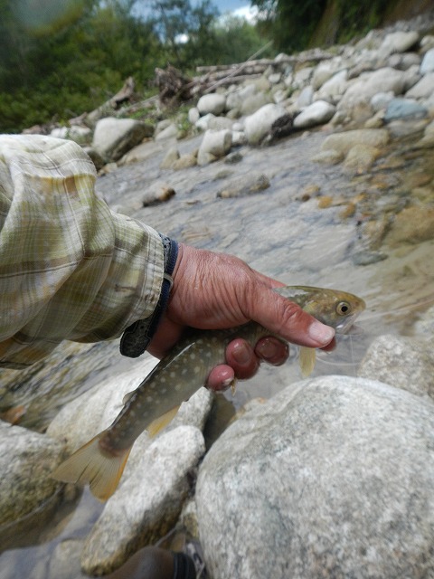 waga0925i.jpg